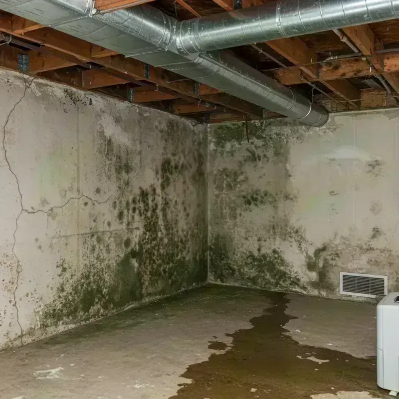 Professional Mold Removal in Shiprock, NM